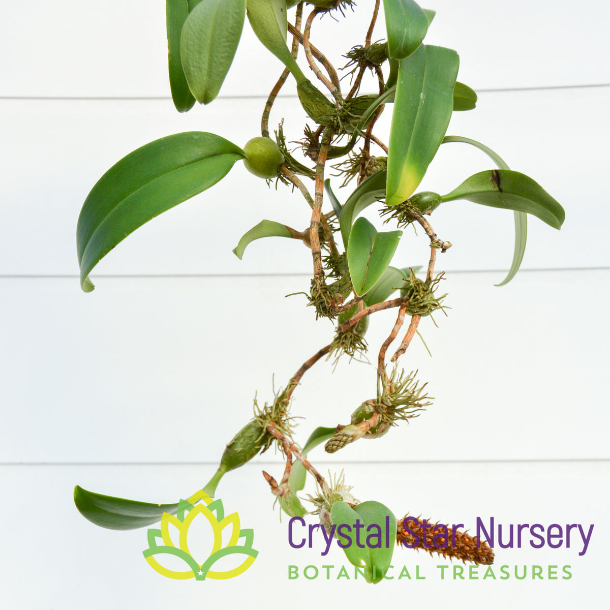 Bulbophyllum Careyanum
