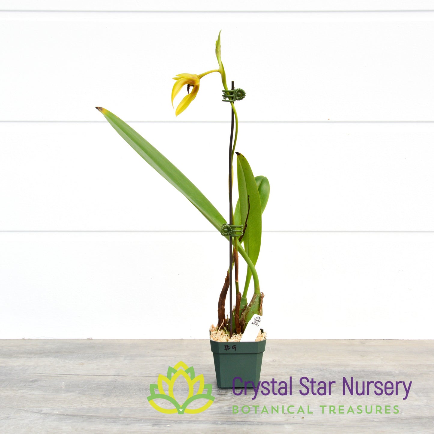 Bulbophyllum Carunculatum (9)