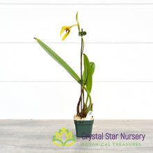 Bulbophyllum Carunculatum (9)