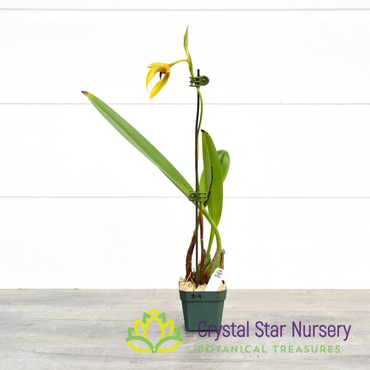 Bulbophyllum Carunculatum (9)