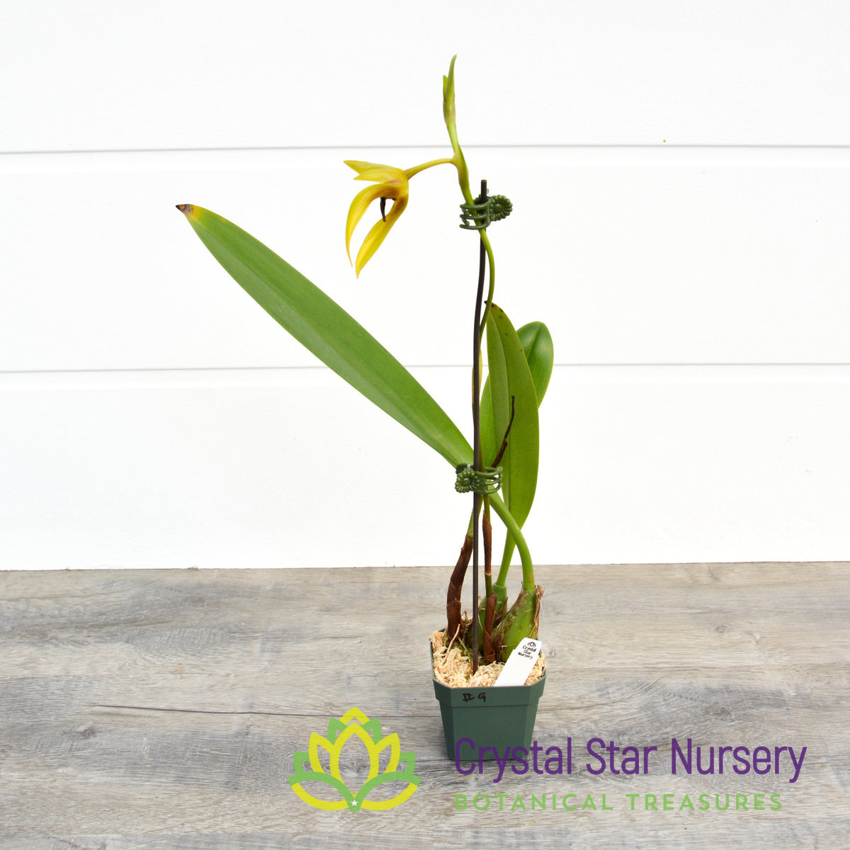 Bulbophyllum Carunculatum (9)