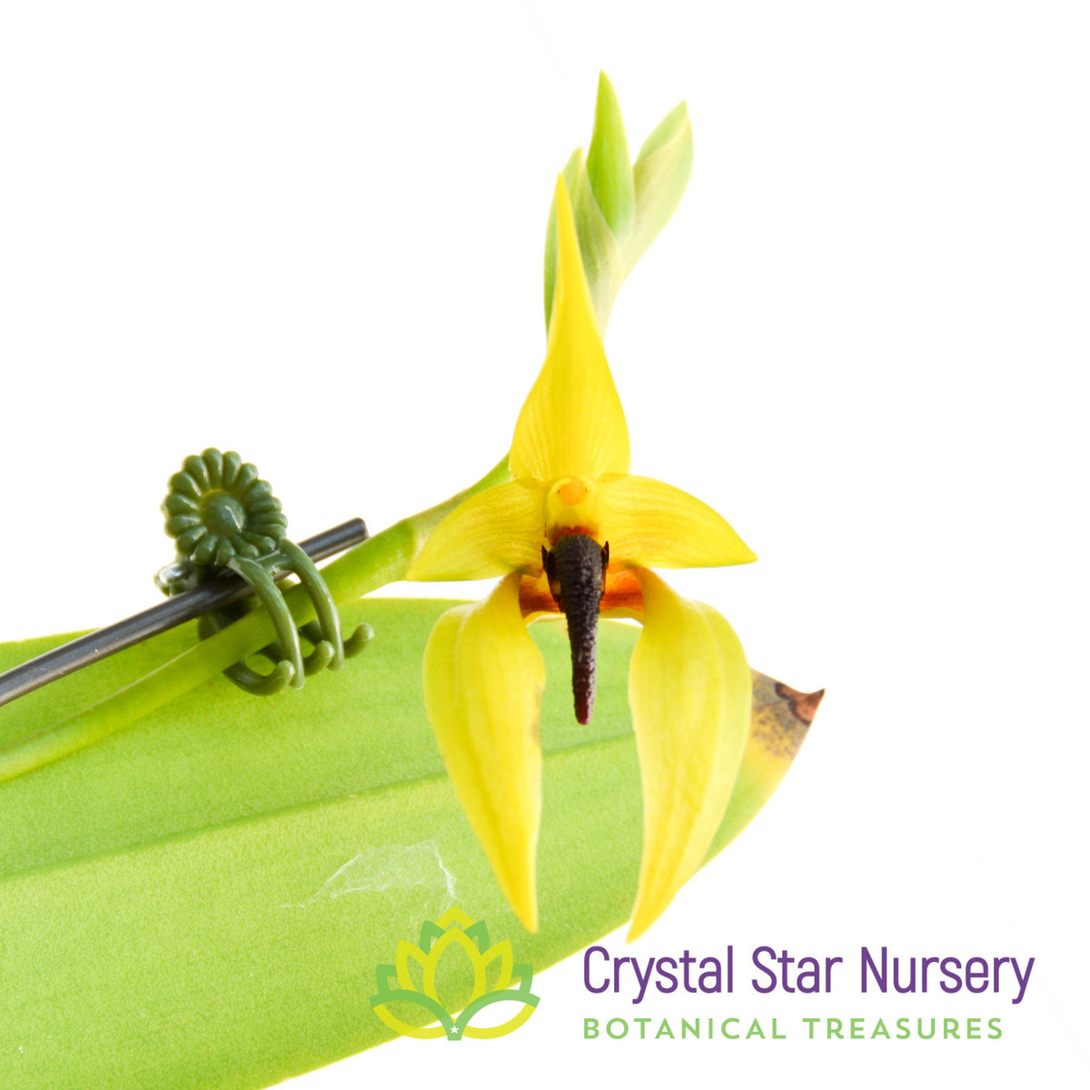 Bulbophyllum Carunculatum (9)