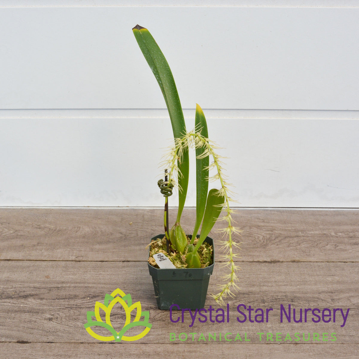 Bulbophyllum Cocoinum (8)