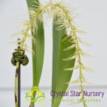 Bulbophyllum Cocoinum (8)