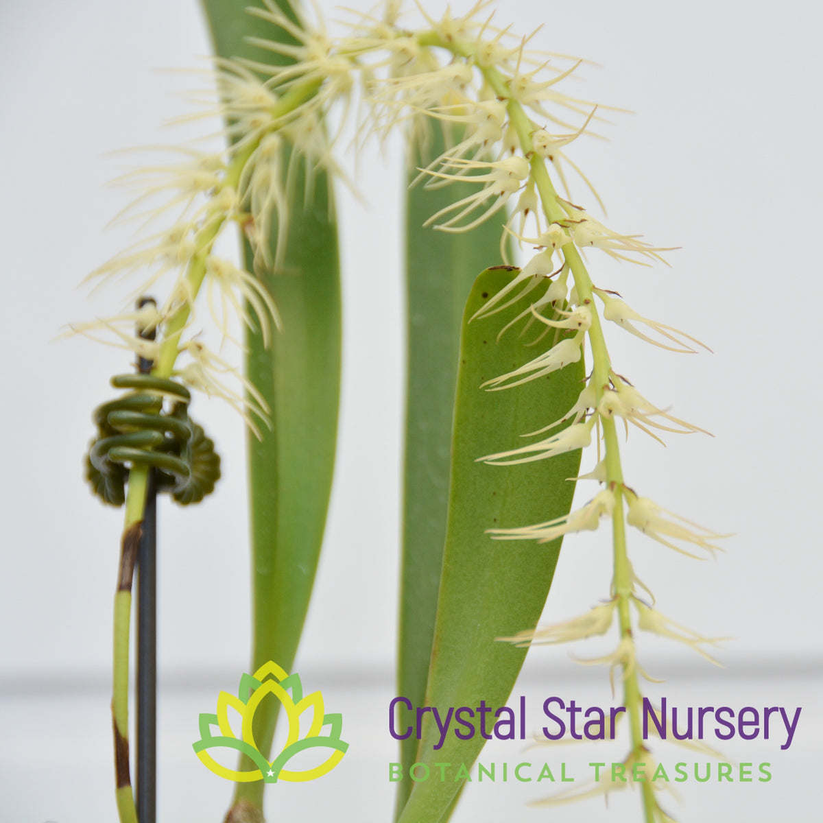 Bulbophyllum Cocoinum (8)
