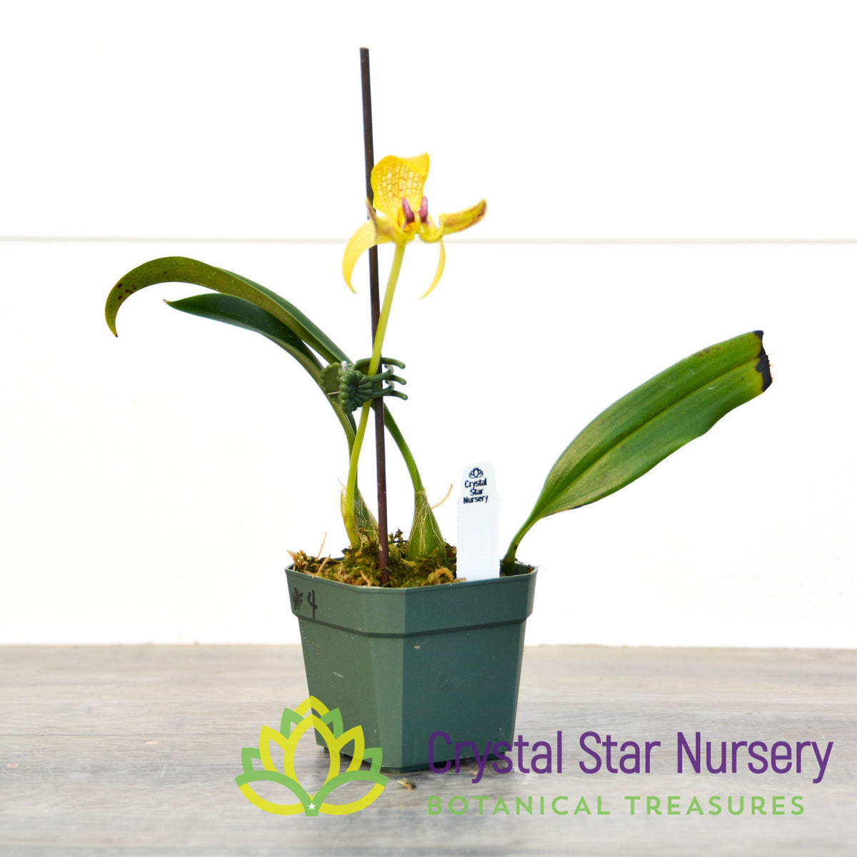 Bulbophyllum Dearei (4/1)
