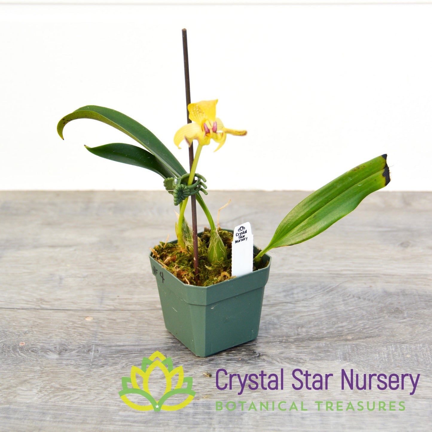 Bulbophyllum Dearei (4/1)