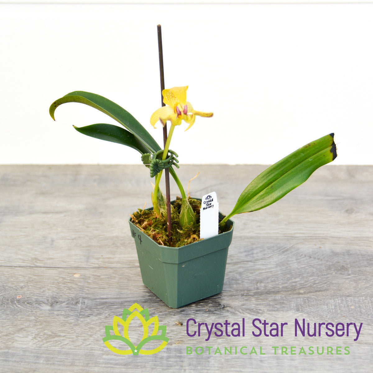 Bulbophyllum Dearei (4/1)