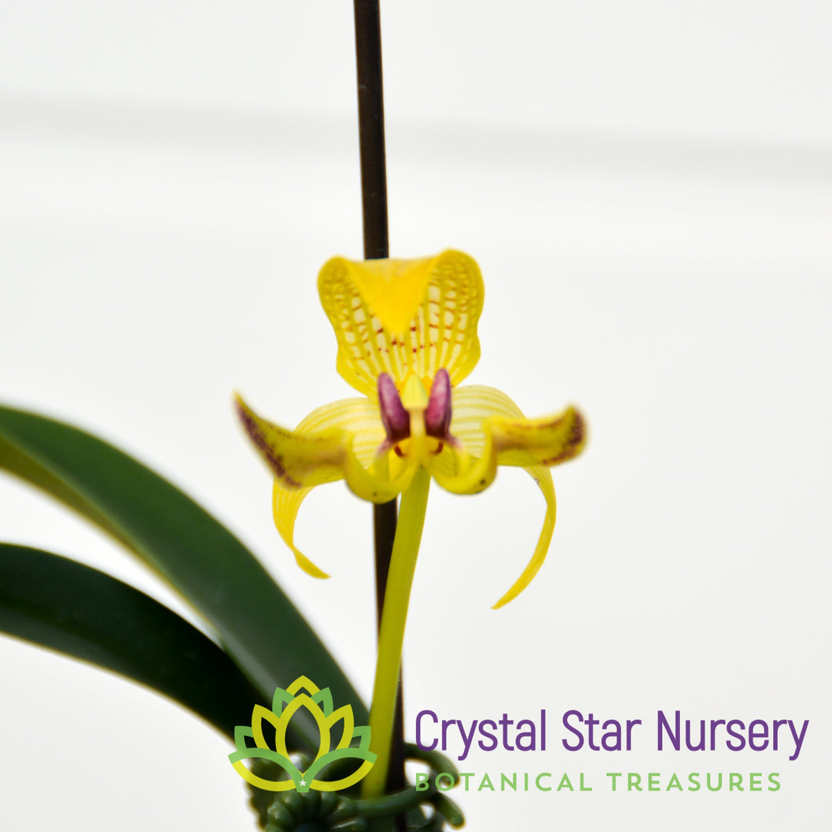 Bulbophyllum Dearei (4/1)