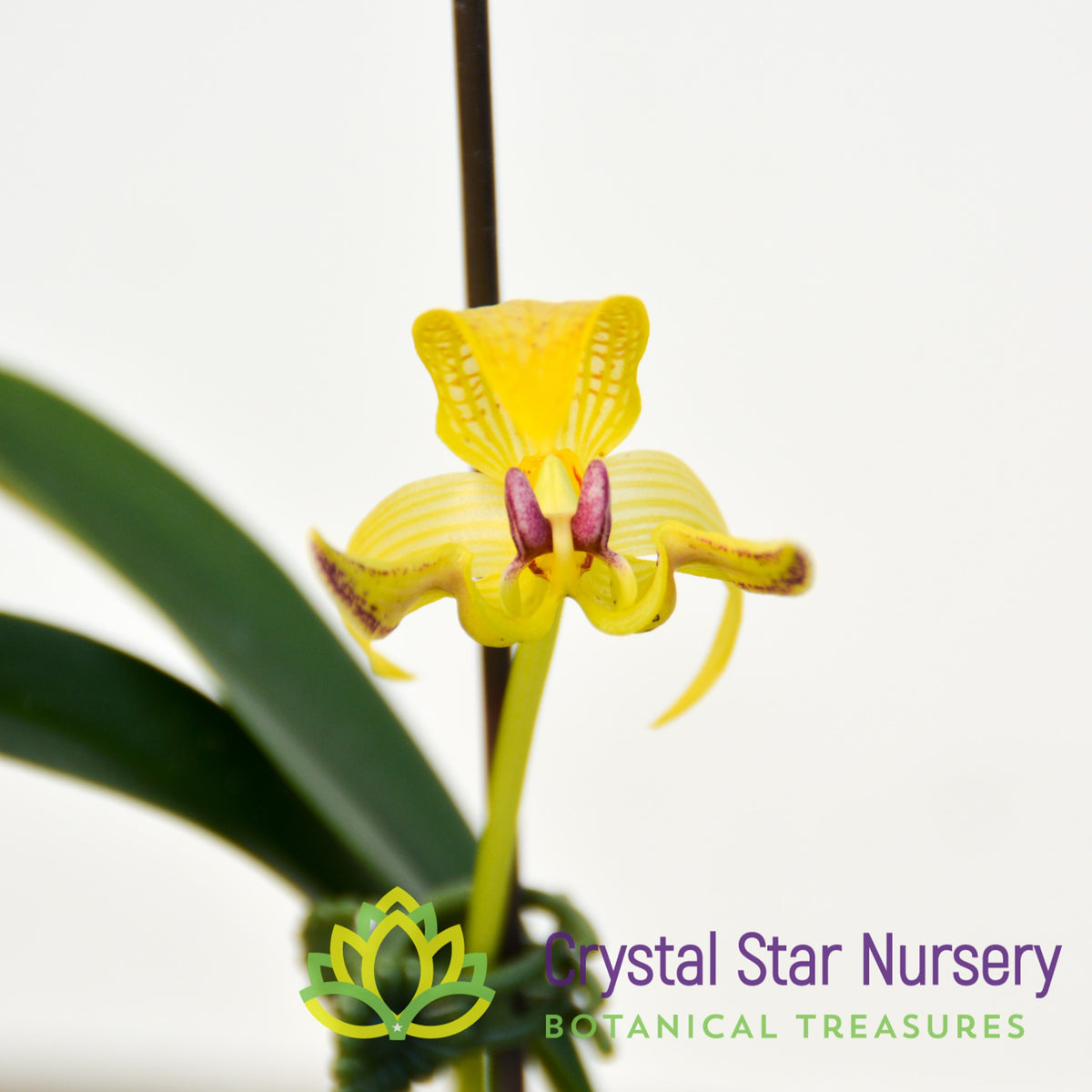 Bulbophyllum Dearei (4/1)