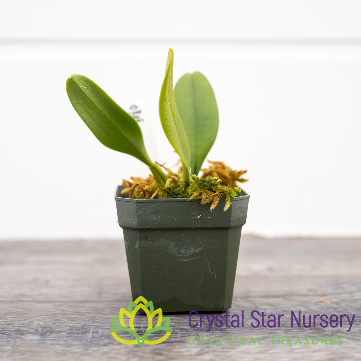 Bulbophyllum Elizabeth Ann x Putidum (16)