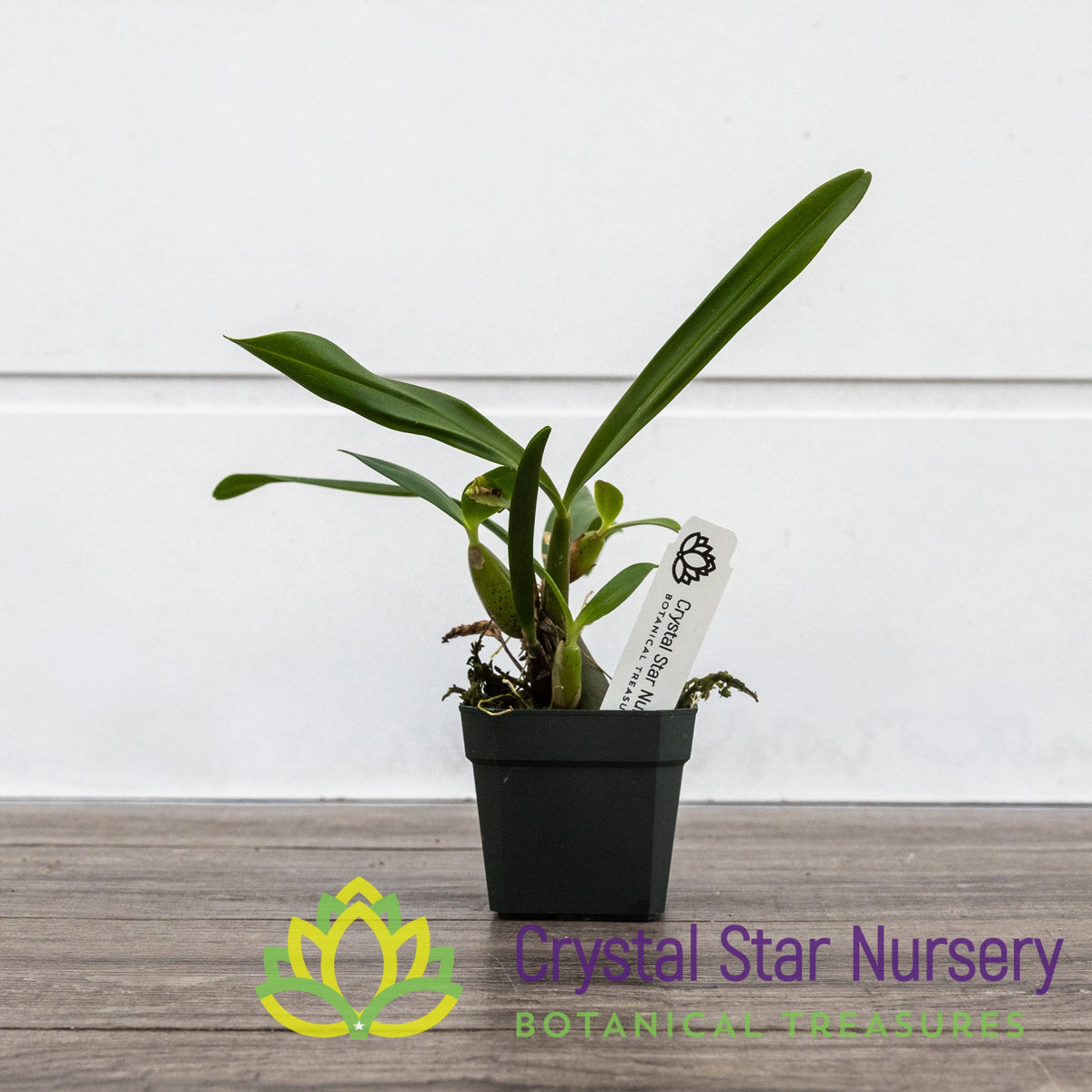 Bulbophyllum Falcatum