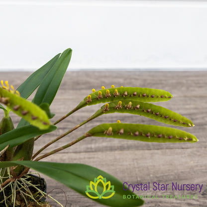 Bulbophyllum Falcatum