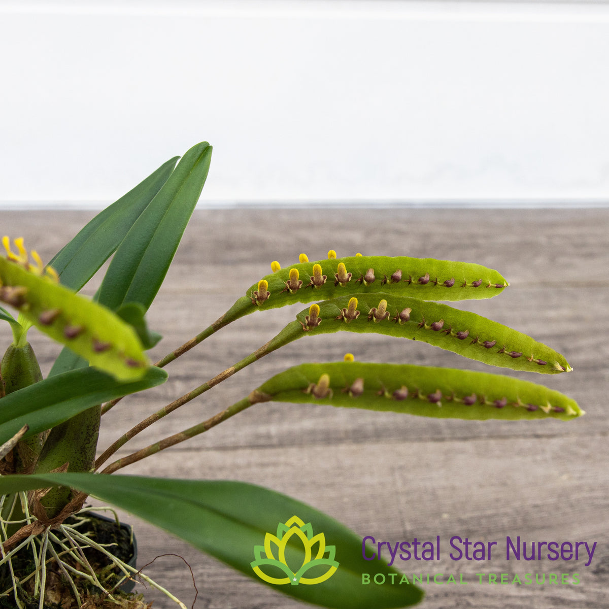 Bulbophyllum Falcatum