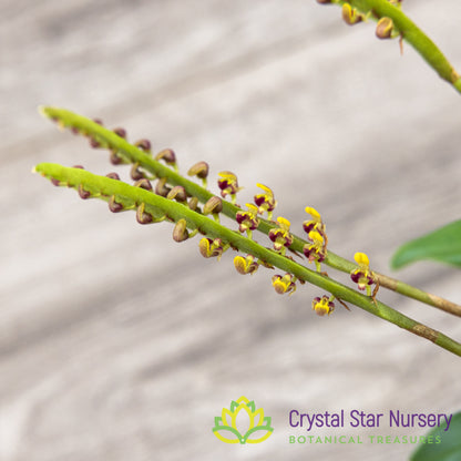 Bulbophyllum Falcatum