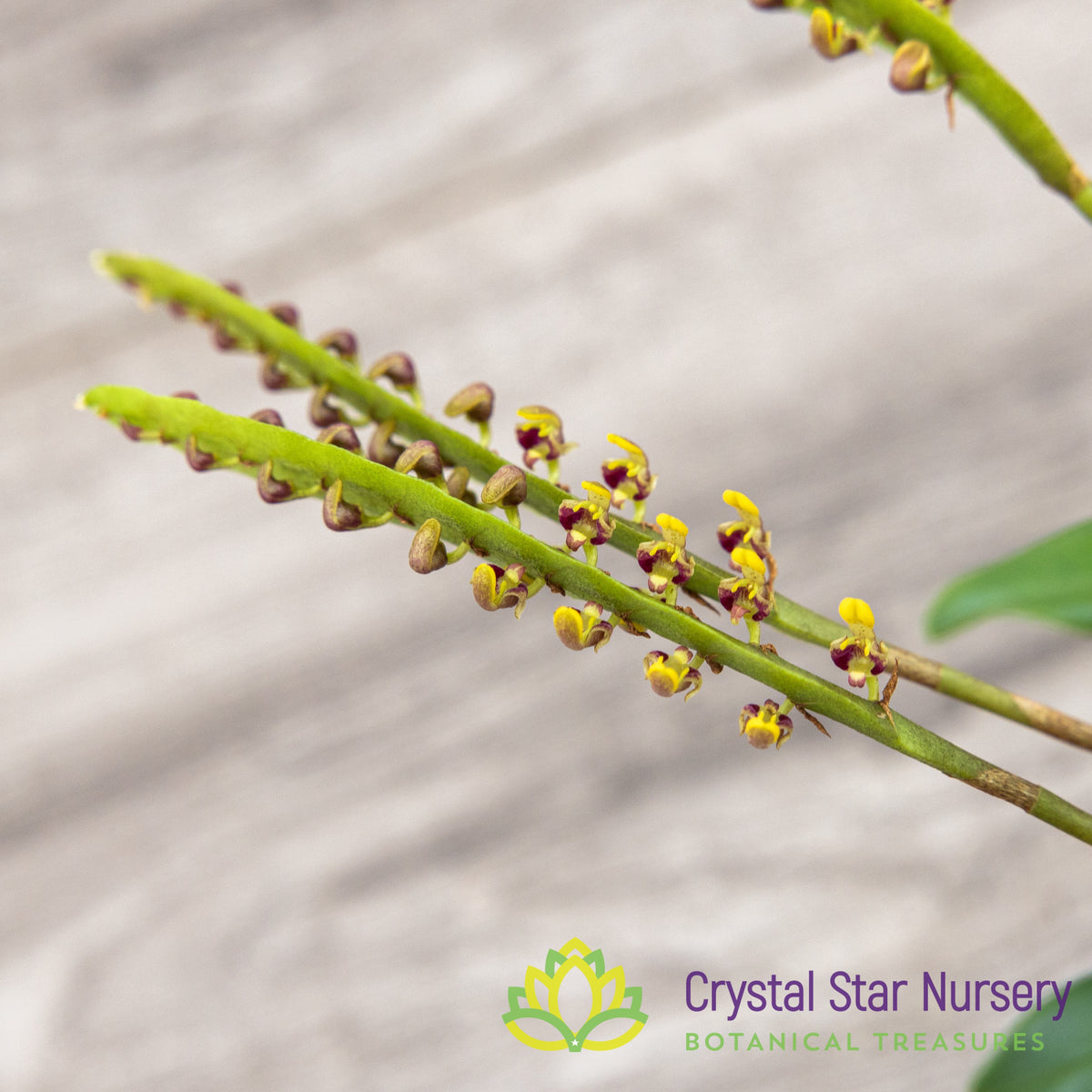 Bulbophyllum Falcatum