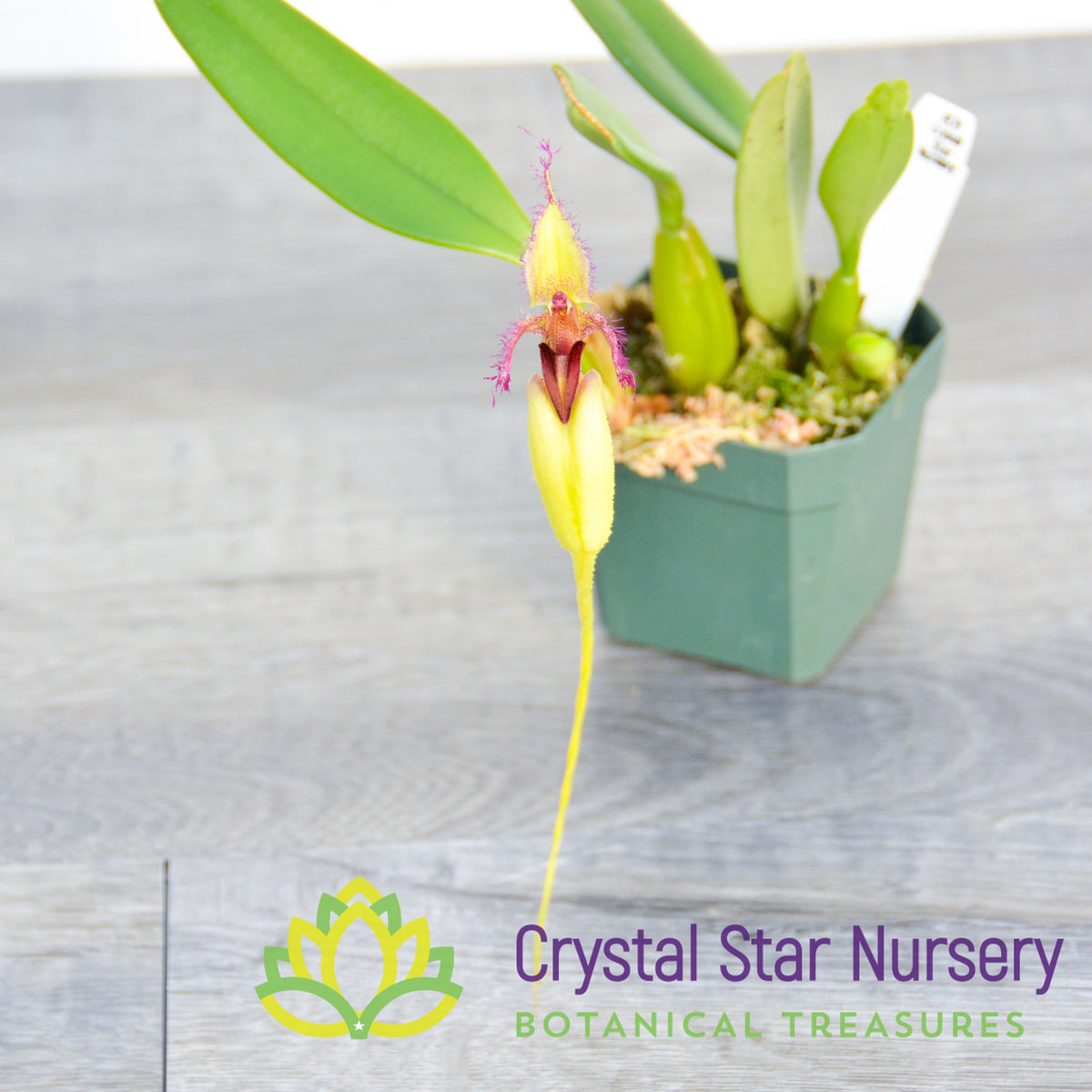 Bulbophyllum Fascinator  var. Semi Alba