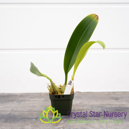 Bulbophyllum Lobbii