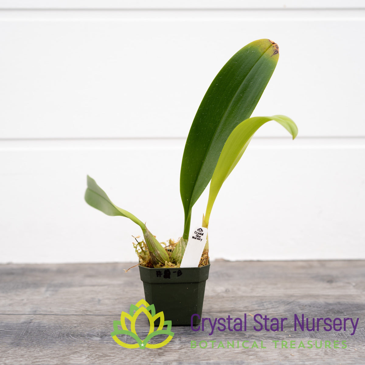 Bulbophyllum Lobbii