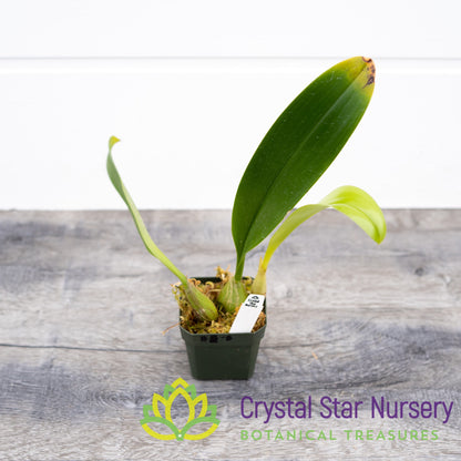Bulbophyllum Lobbii