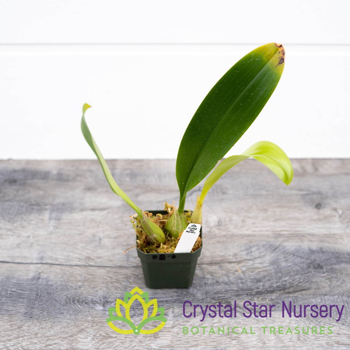 Bulbophyllum Lobbii