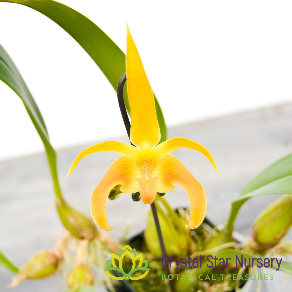 Bulbophyllum Lobbii