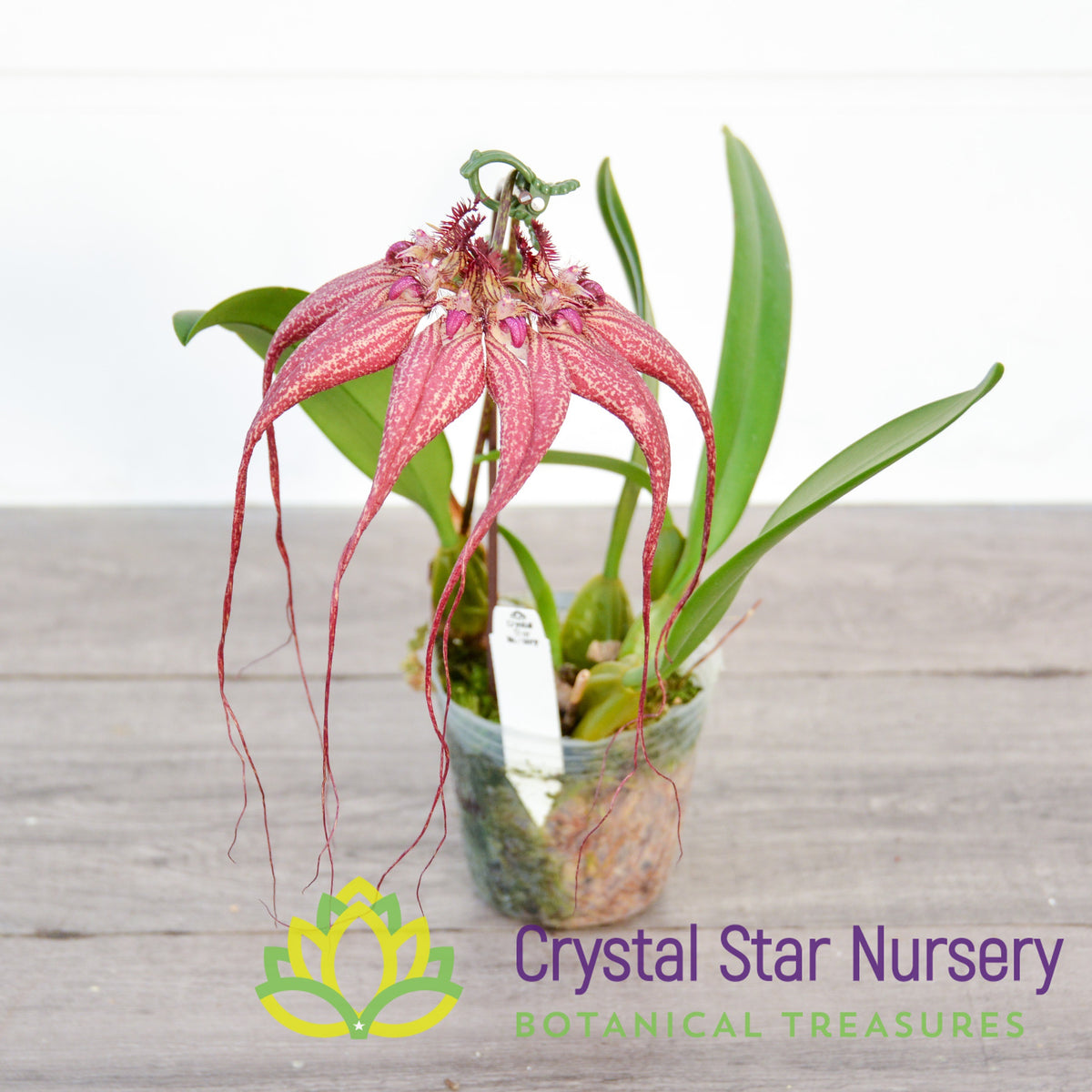Bulbophyllum Lovely Elizabeth