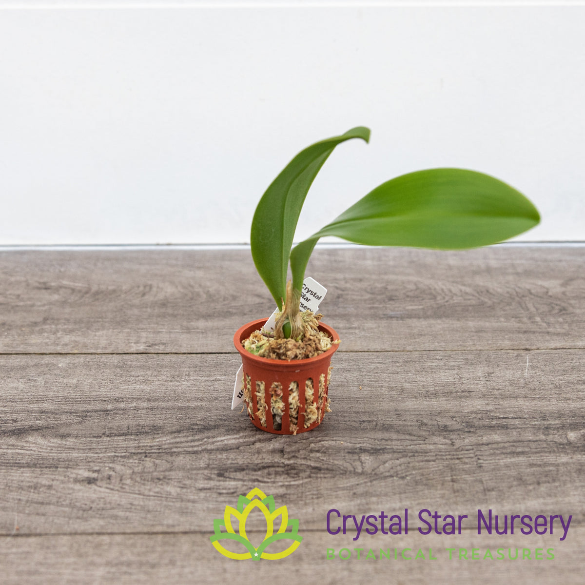 Bulbophyllum Madeline Nelson