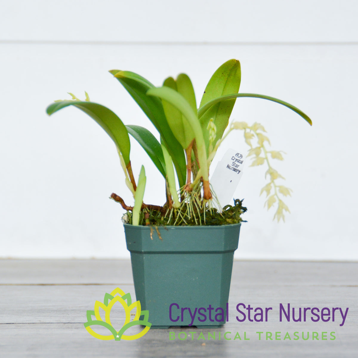 Bulbophyllum Masaganapense (8)