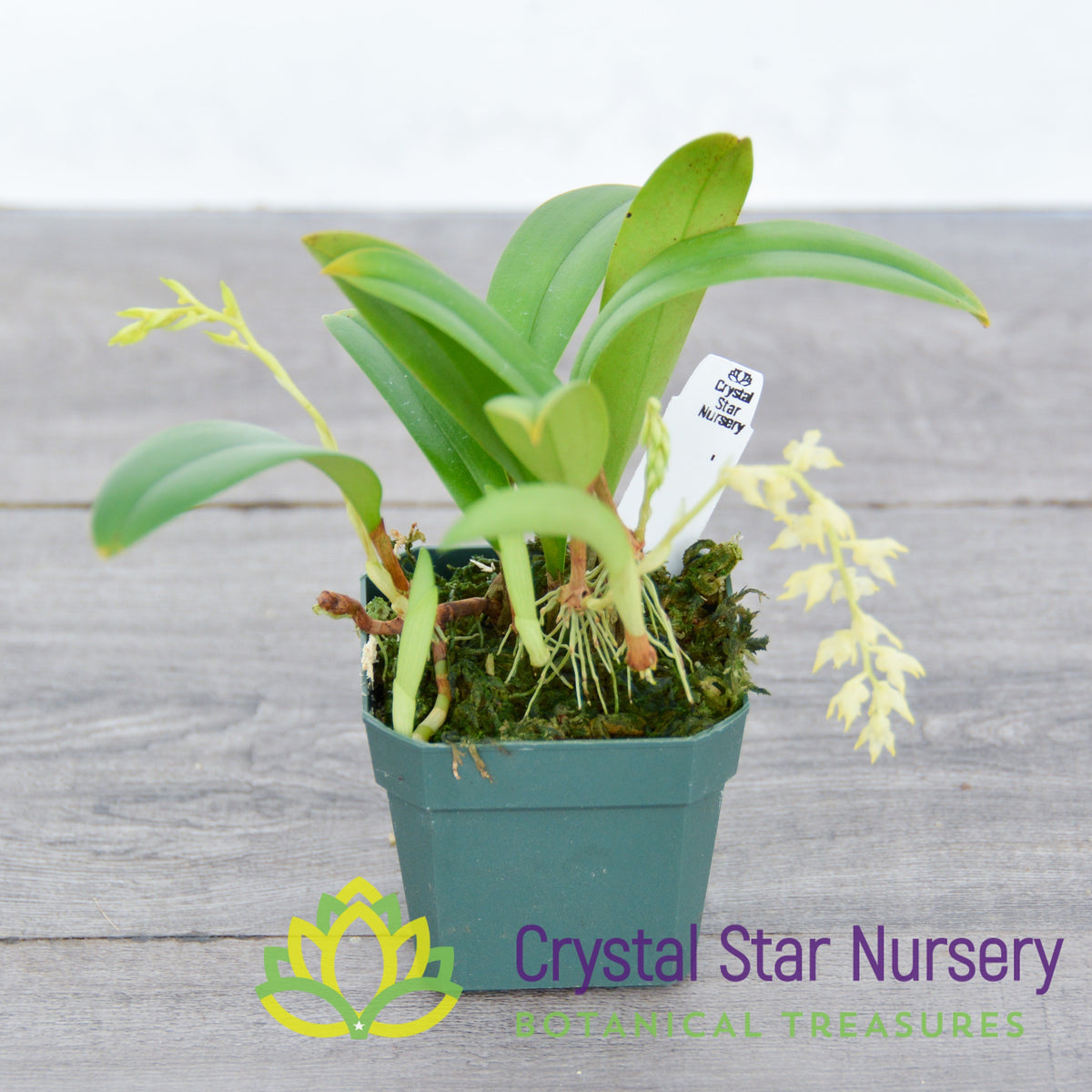 Bulbophyllum Masaganapense (8)