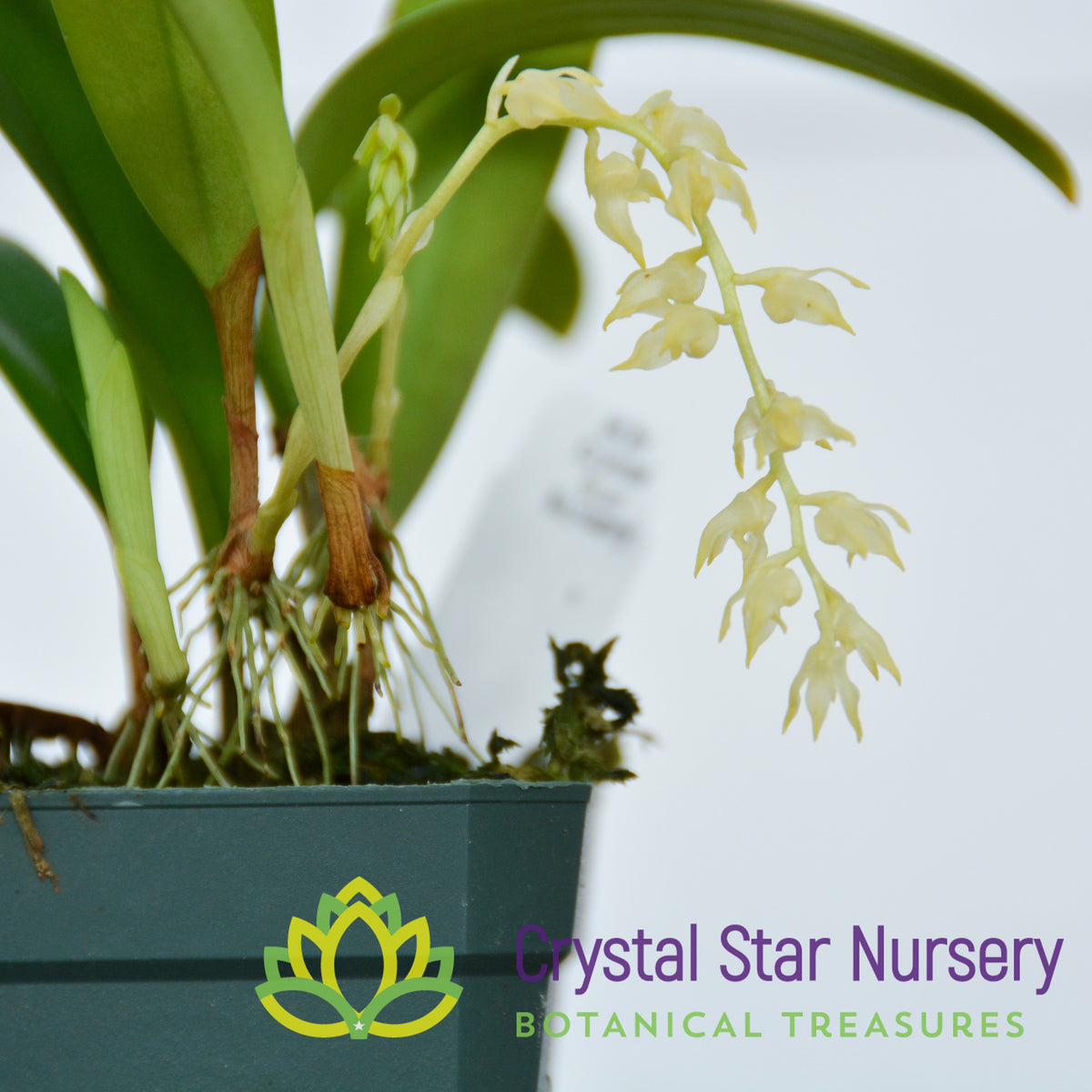 Bulbophyllum Masaganapense (8)