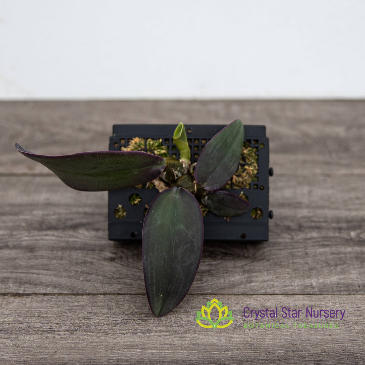 Bulbophyllum Phalaenopsis (Dwarf Variety)