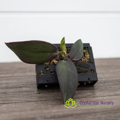 Bulbophyllum Phalaenopsis (Dwarf Variety)