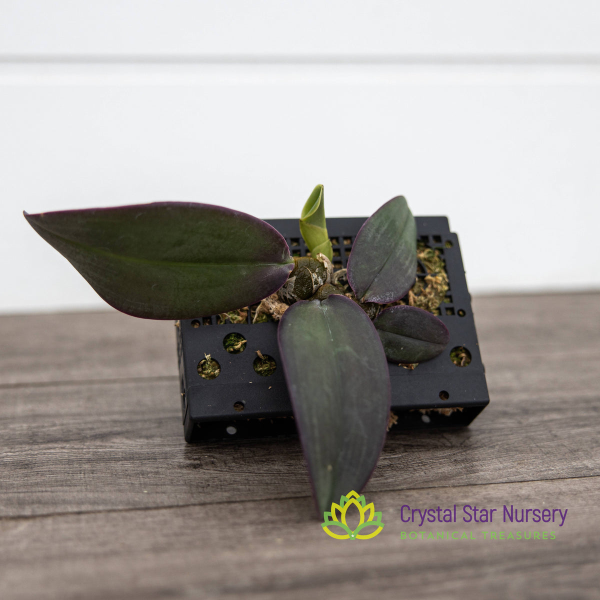 Bulbophyllum Phalaenopsis (Dwarf Variety)