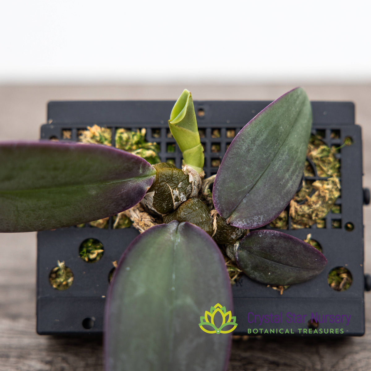 Bulbophyllum Phalaenopsis (Dwarf Variety)