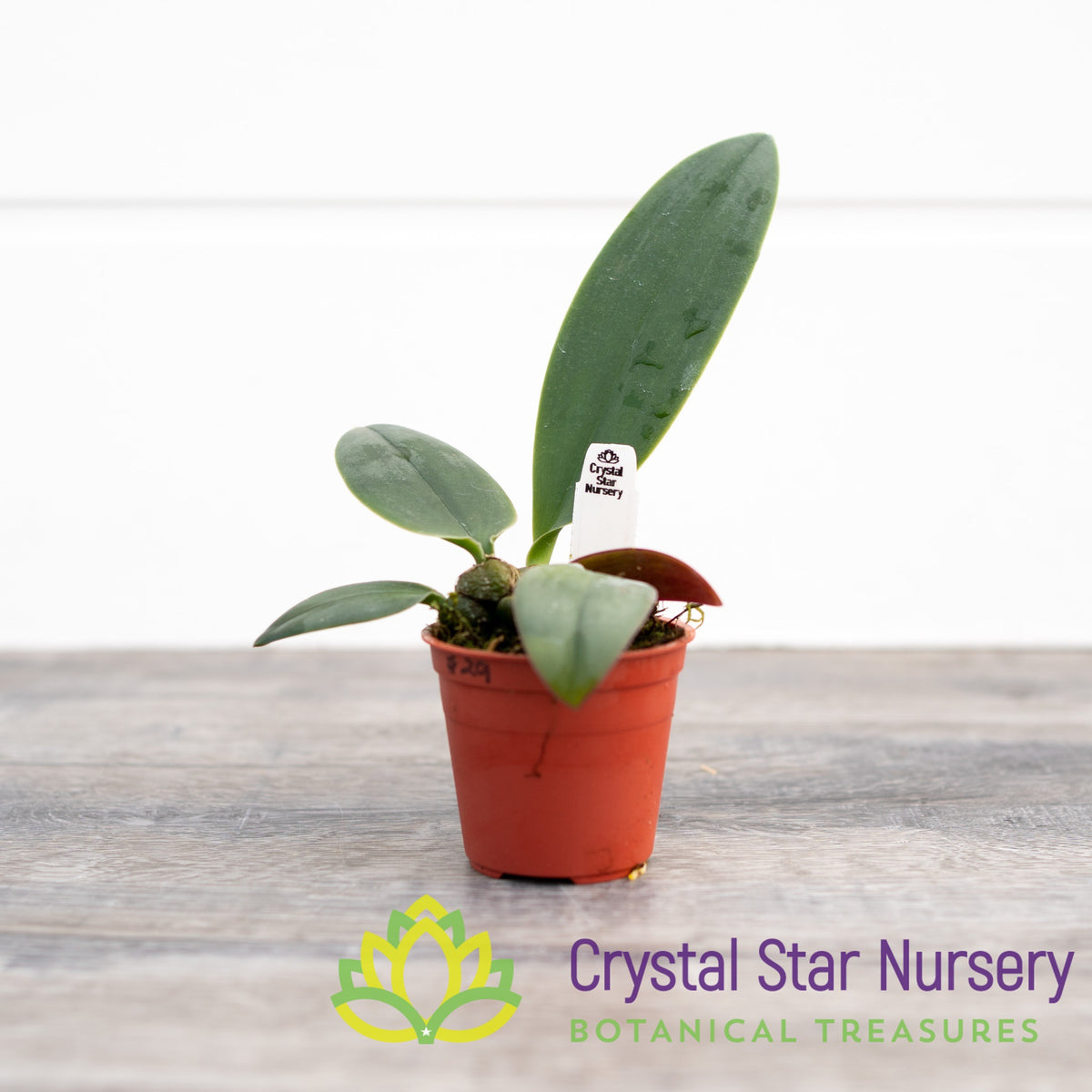 Bulbophyllum Phalaenopsis (Dwarf Variety)