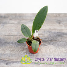 Bulbophyllum Phalaenopsis (Dwarf Variety)