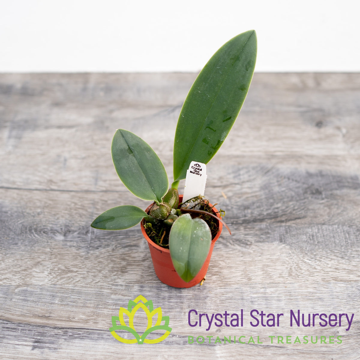 Bulbophyllum Phalaenopsis (Dwarf Variety)