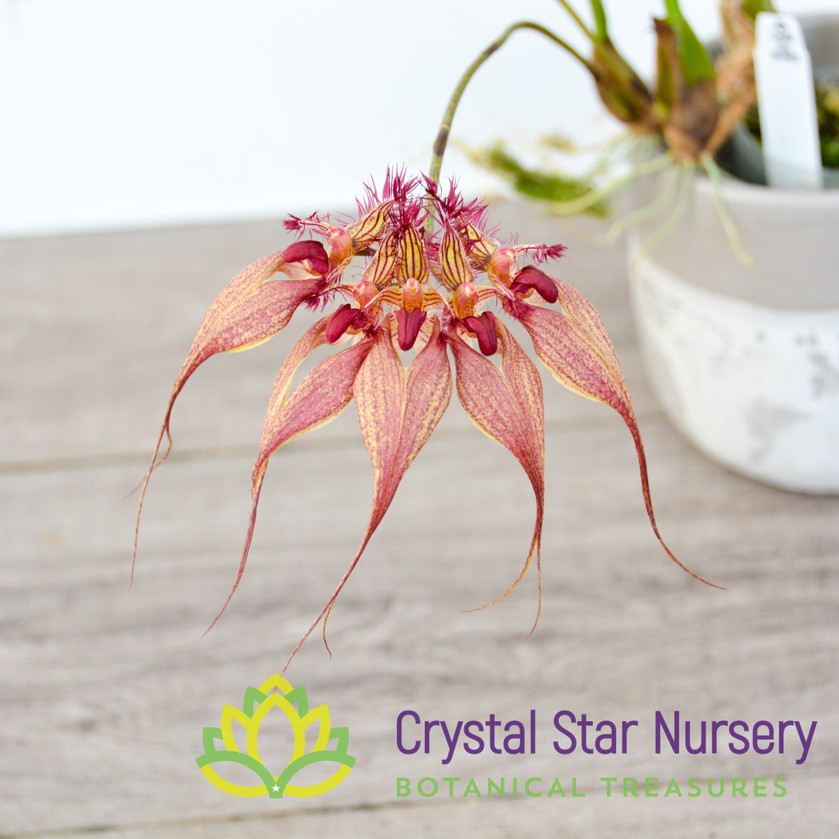 Bulbophyllum Rothschildianum