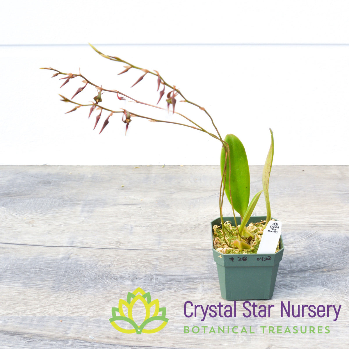 Bulbophyllum Saltatorium var Albociliatum (28/29)