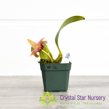 Bulbophyllum Sumatranum (12)