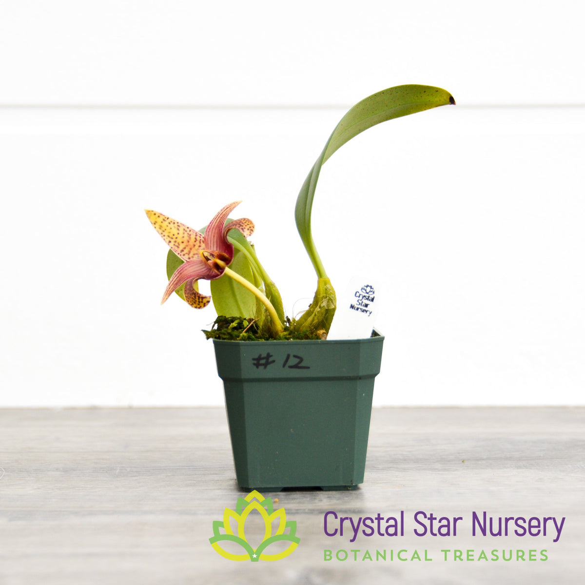 Bulbophyllum Sumatranum (12)