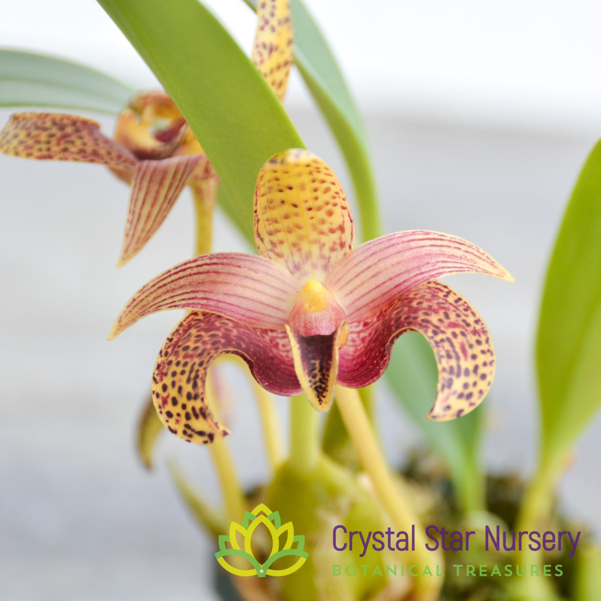 Bulbophyllum Sumatranum (12)