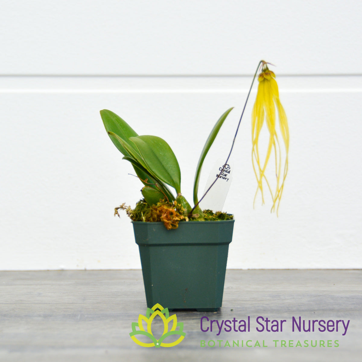 Bulbophyllum Thiurum (25)