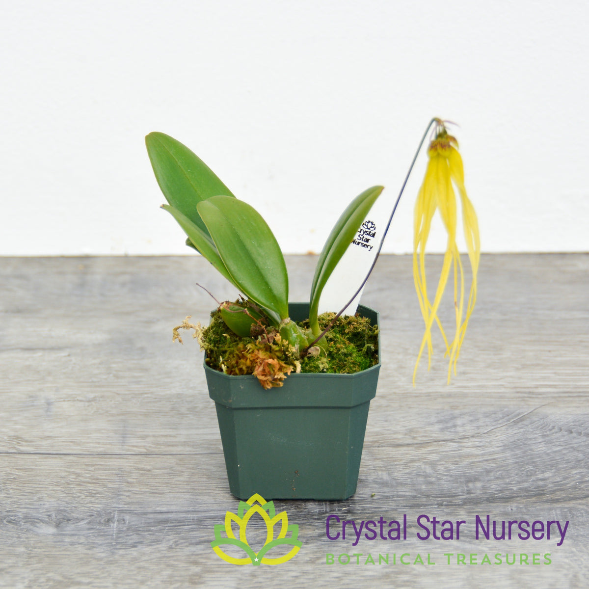 Bulbophyllum Thiurum (25)