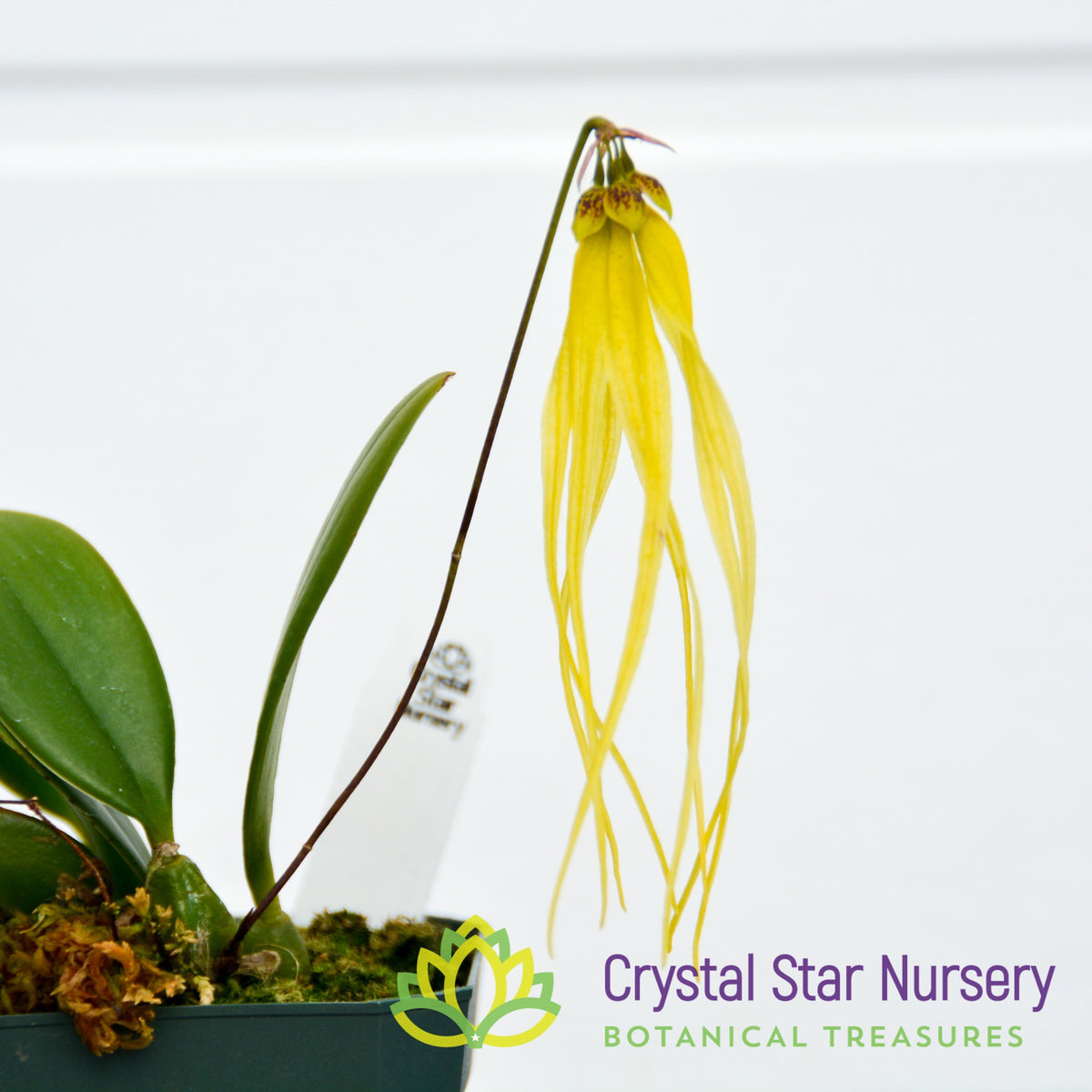 Bulbophyllum Thiurum (25)