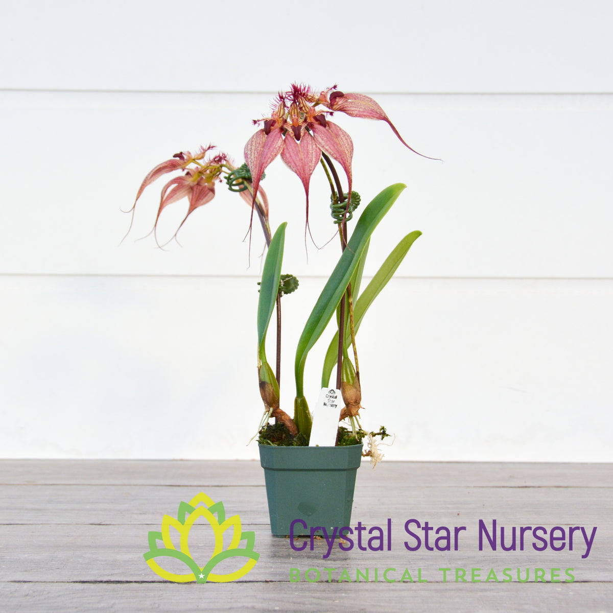 Bulbophyllum Rothschildianum