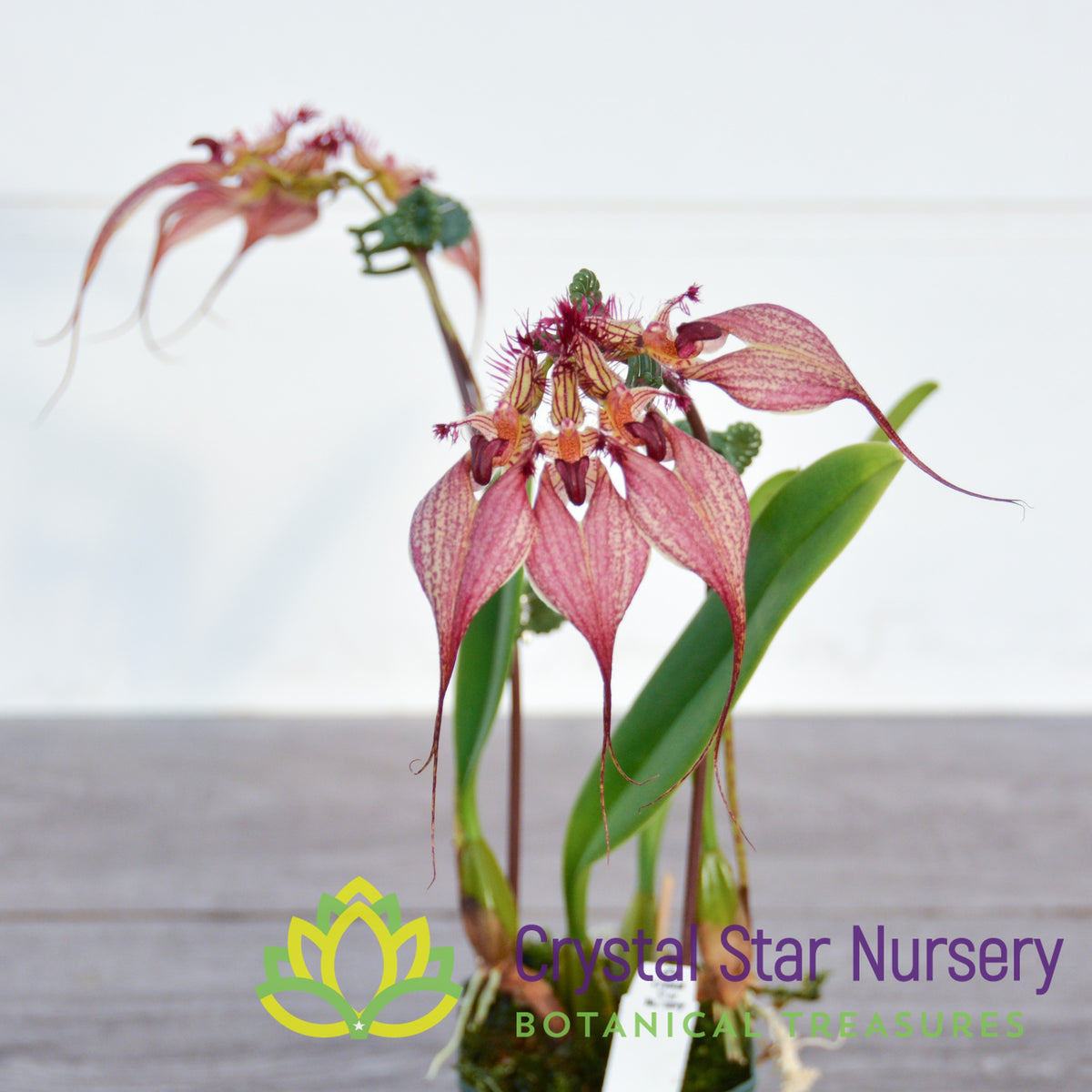 Bulbophyllum Rothschildianum
