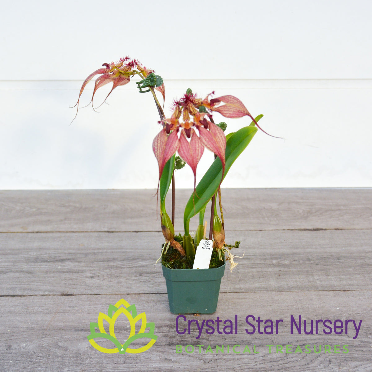 Bulbophyllum Rothschildianum