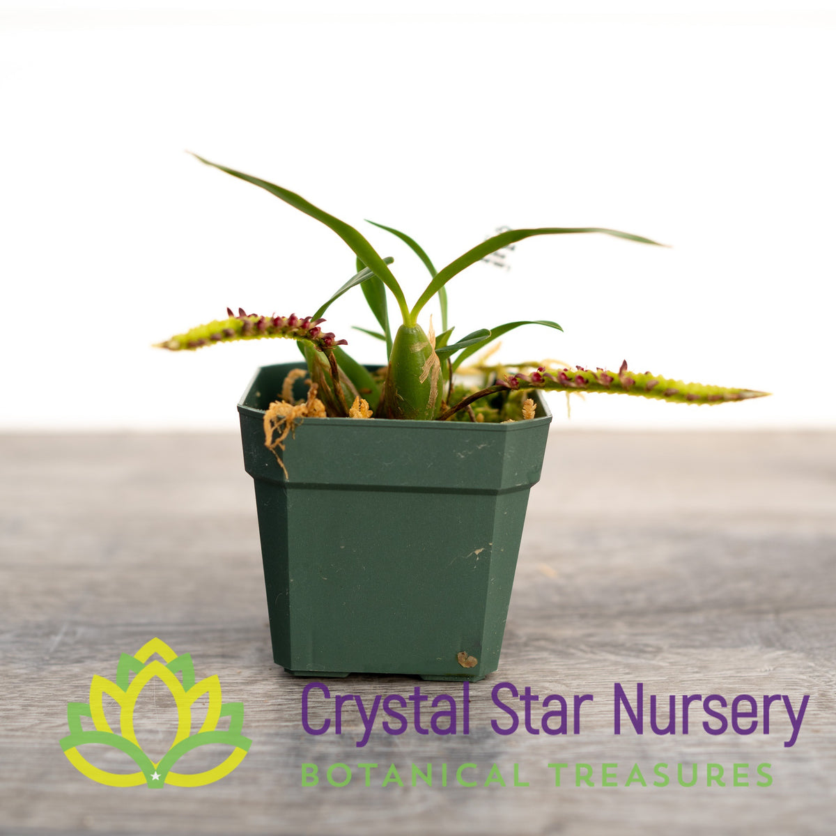 Bulbophyllum Falcatum var Velutinum (9)